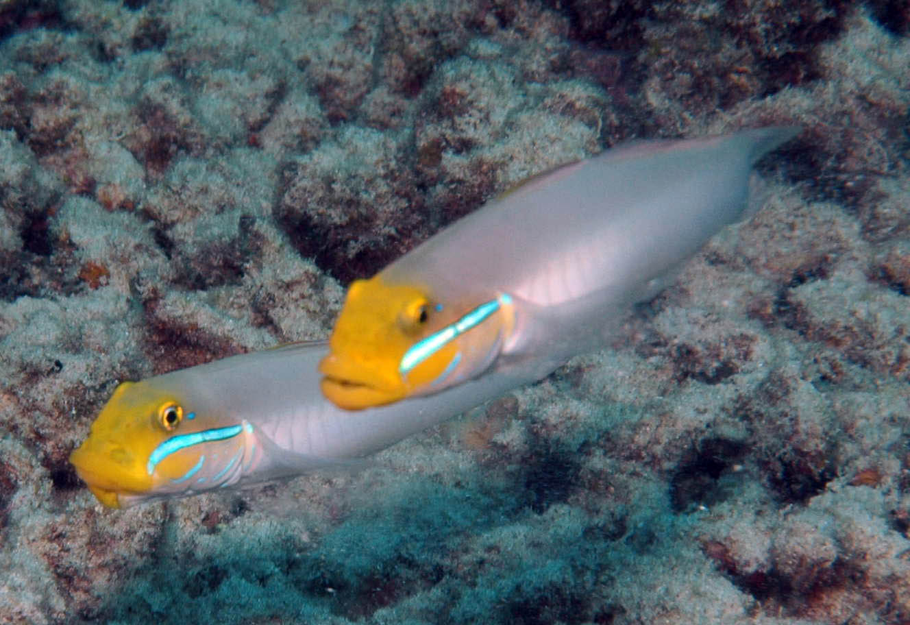 A golden-headed sleeper goby with a blue cheek stripe above a sandy reef bottom.