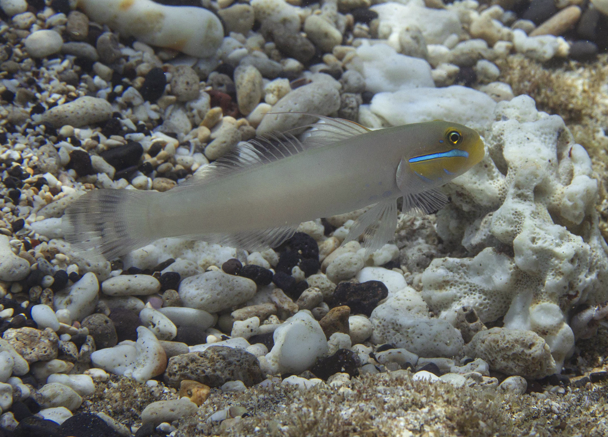 A golden-head sleeper goby resting above the sand at Réunion.